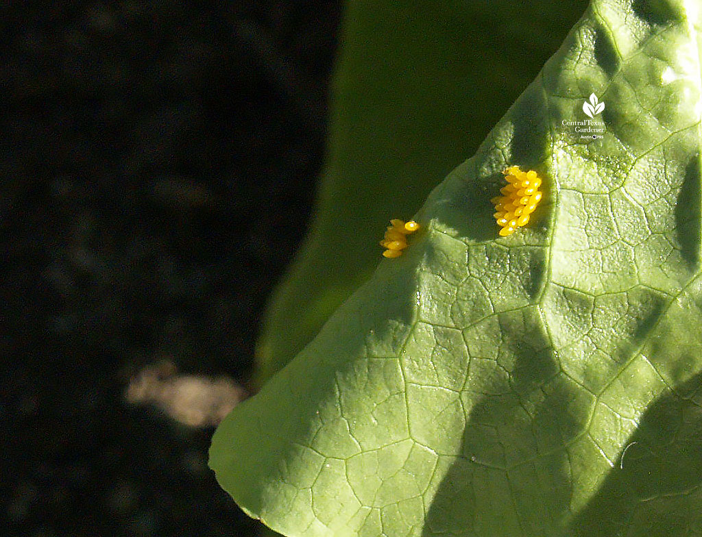 tiny yellow egg cluster on leaf