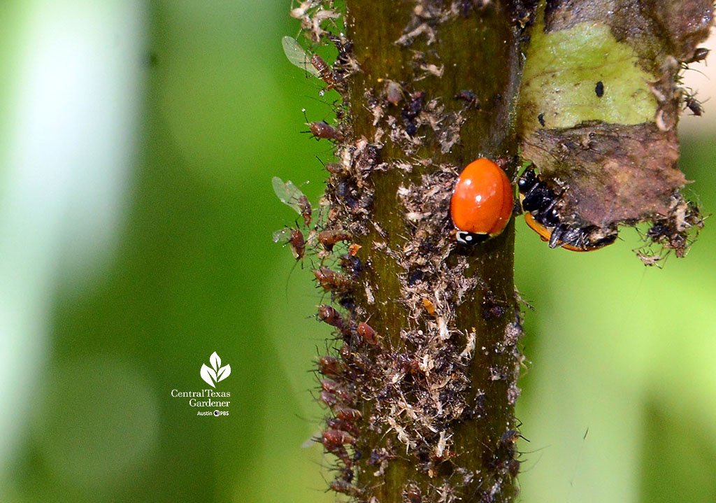 ladybug feeding on aphids clustered on thistle stem