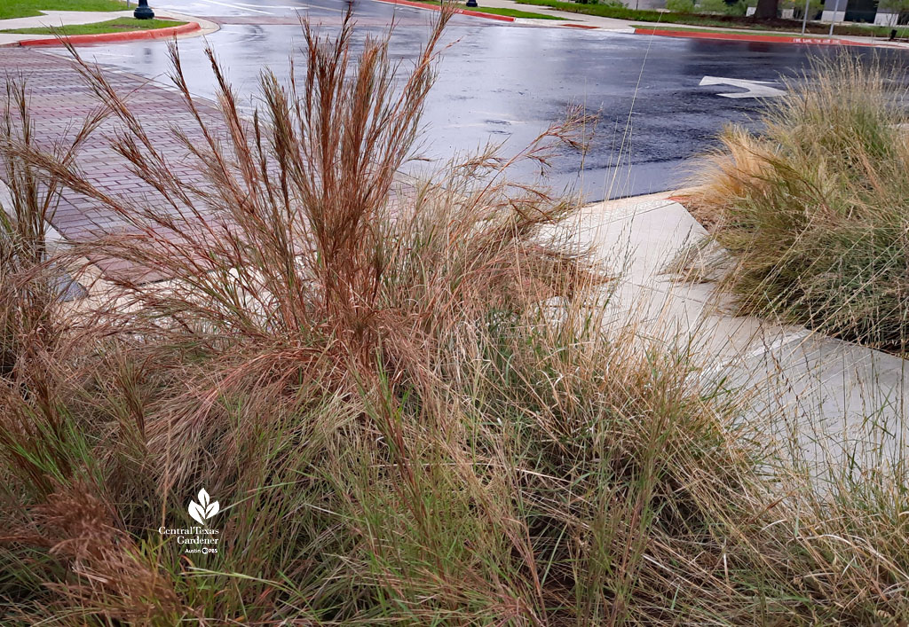 rusty hued grasses against street 