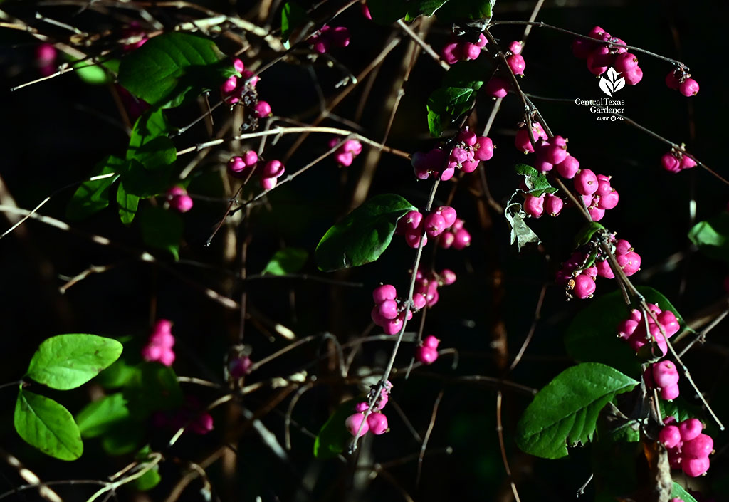 vivid magenta berries 