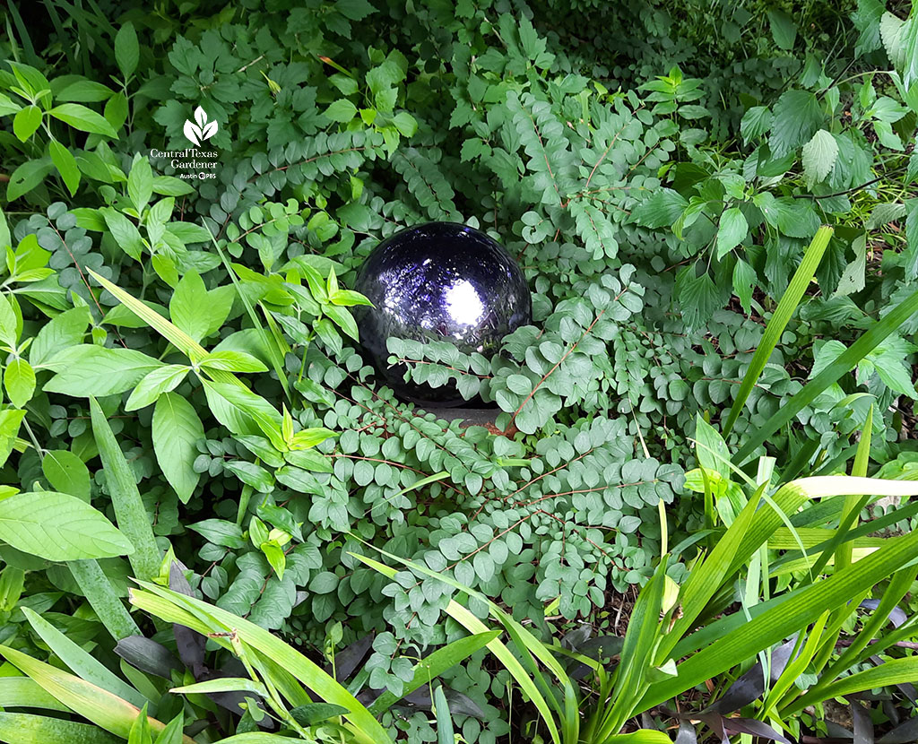 slightly oval-shaped leaves on shrub with strappy iris and fuzzy-looking Mexican honeysuckle leaves and purple gazing ball