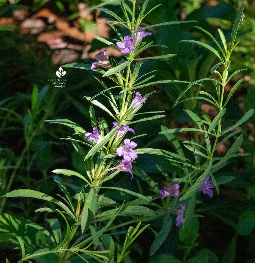 slender leaves on plant with small lavender flowers growing close to the stem
