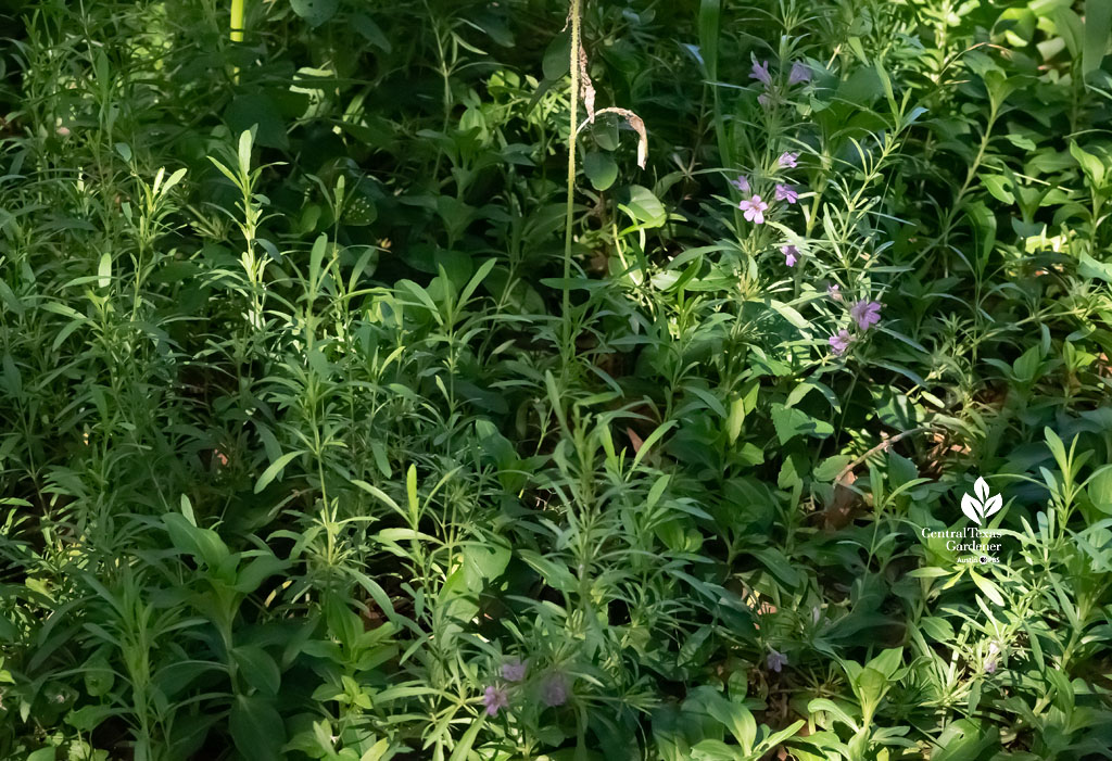 narrow-leaved plant with small purple flower 