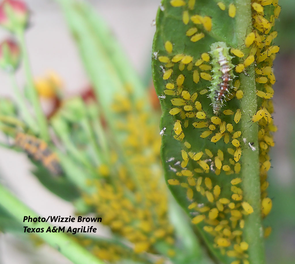 alligator-looking insect on yellow aphids
