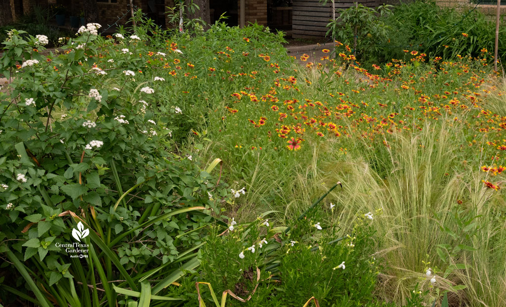 white flowering perennial against golden-topped grasses against deep orange and gold flowers 