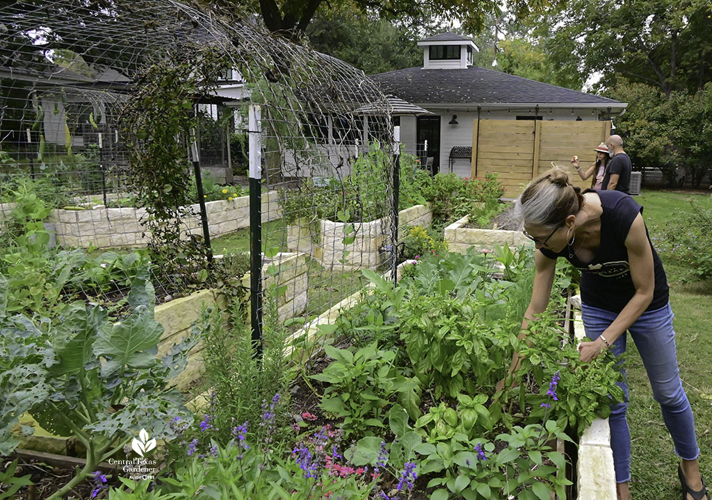 woman harvesting basil from limestone raised bed; other young crops growing 