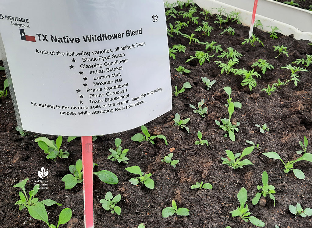 seedlings with sign listing various texas wildflowers 