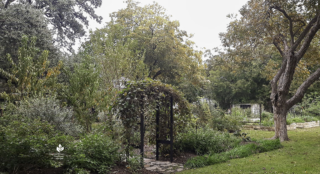 large trees against garden trees, shrubs and herbs with arbor entrance 