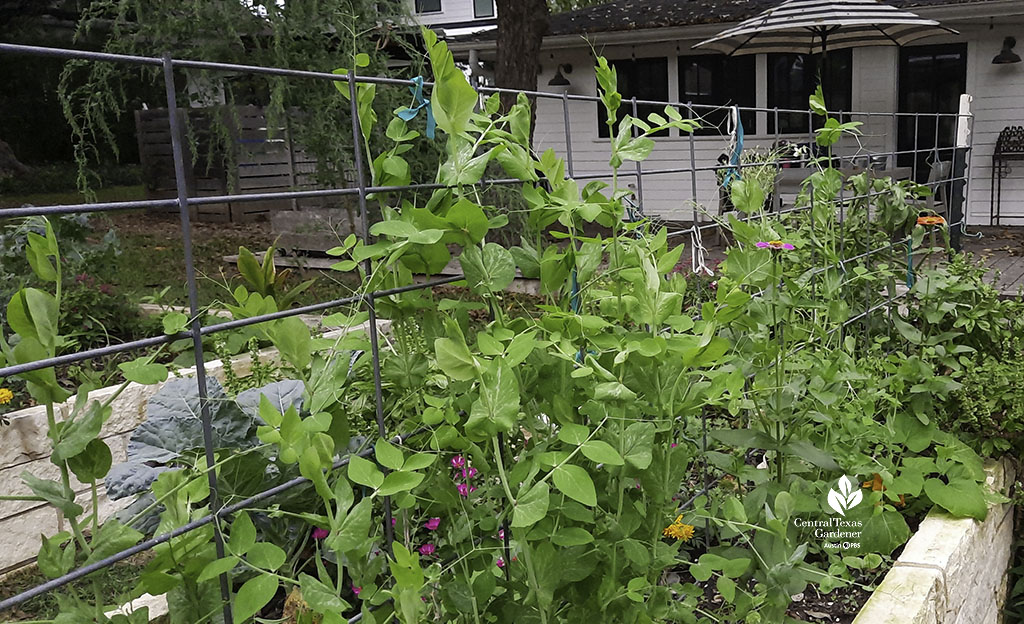 peas on cattle panel 