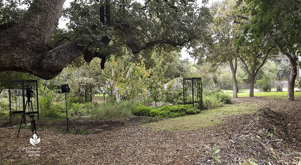 fruit trees and plants with arbor to raised beds under large trees