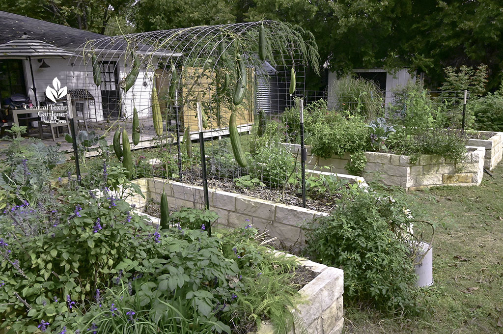 flowers and food crops in limestone raised beds with fencing trellis holding luffas 