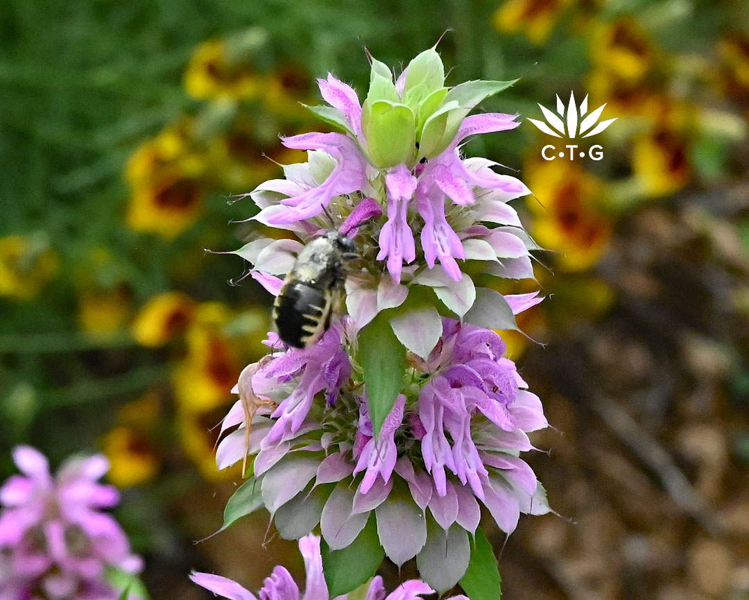 bee in lavender flower