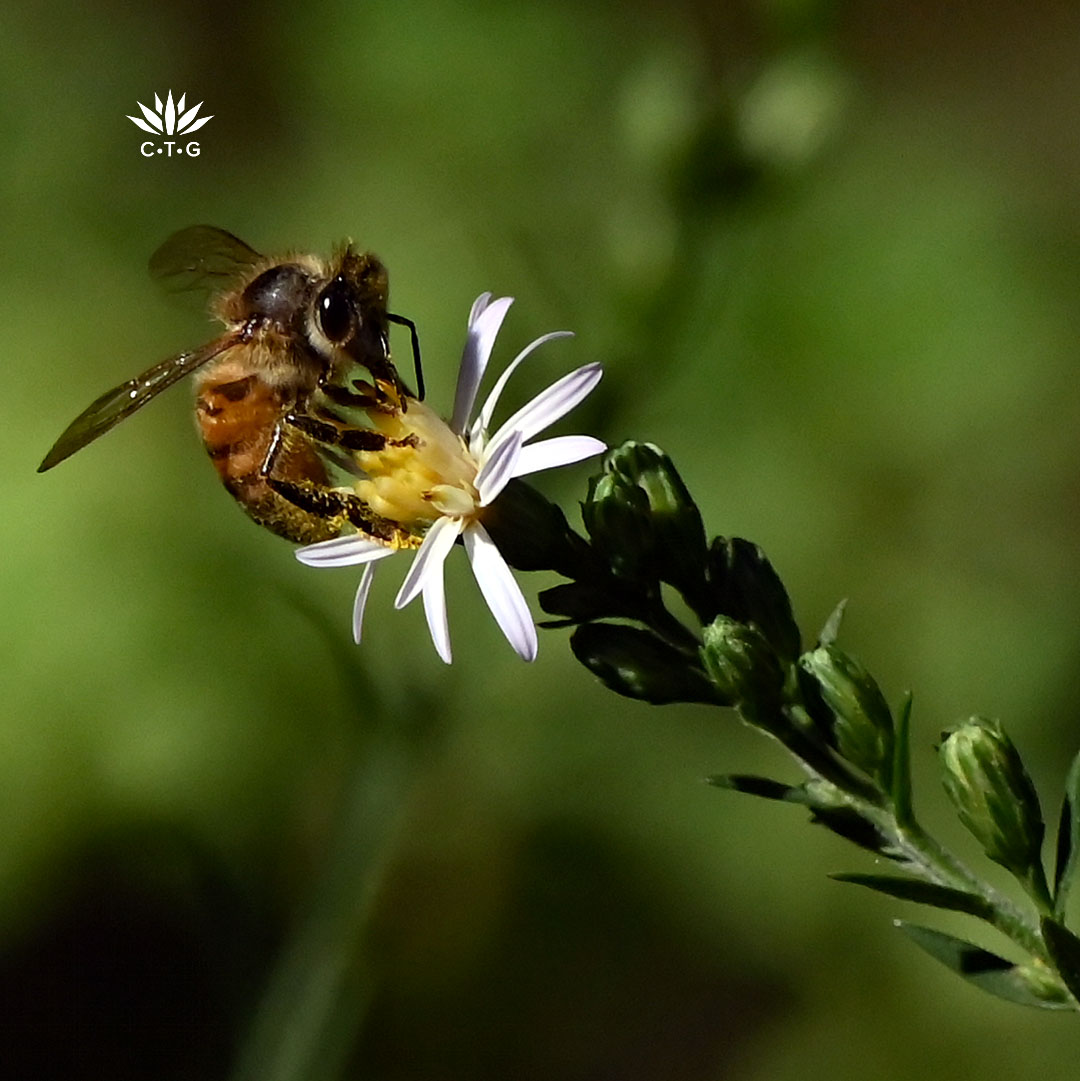 honey bee on small pale blue/white flower