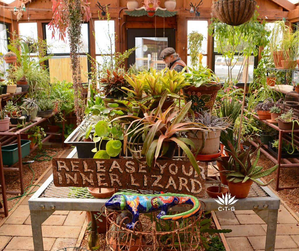 greenhouse with colorful succulent plants and metal sign "Release Your Inner Lizard"