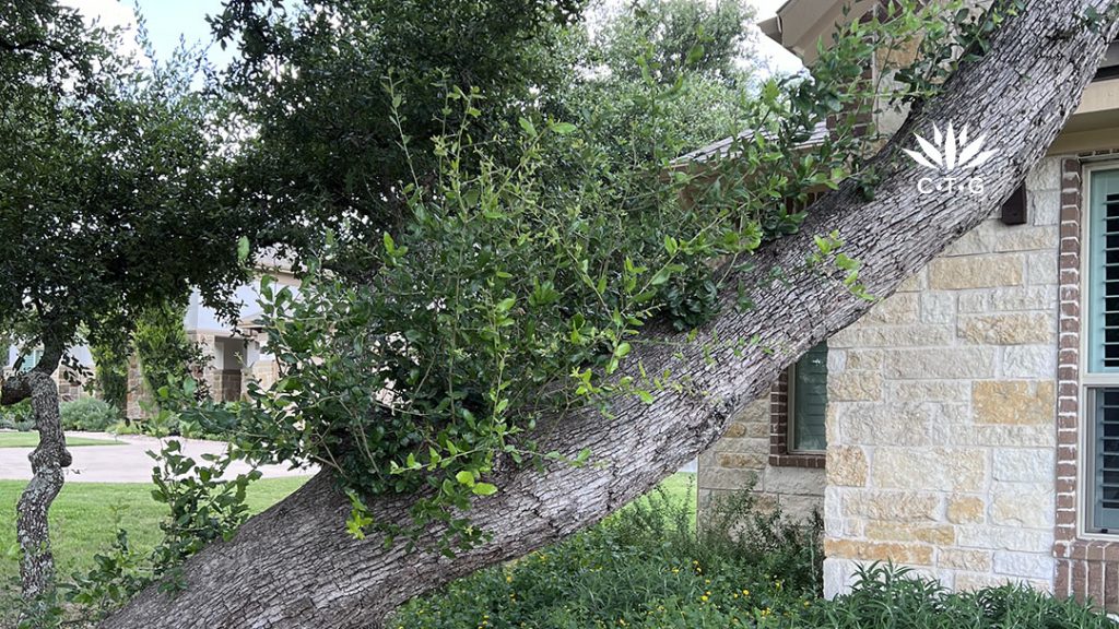 Native Small Trees, Foraging, HOA Native Plant Design | Central Texas ...