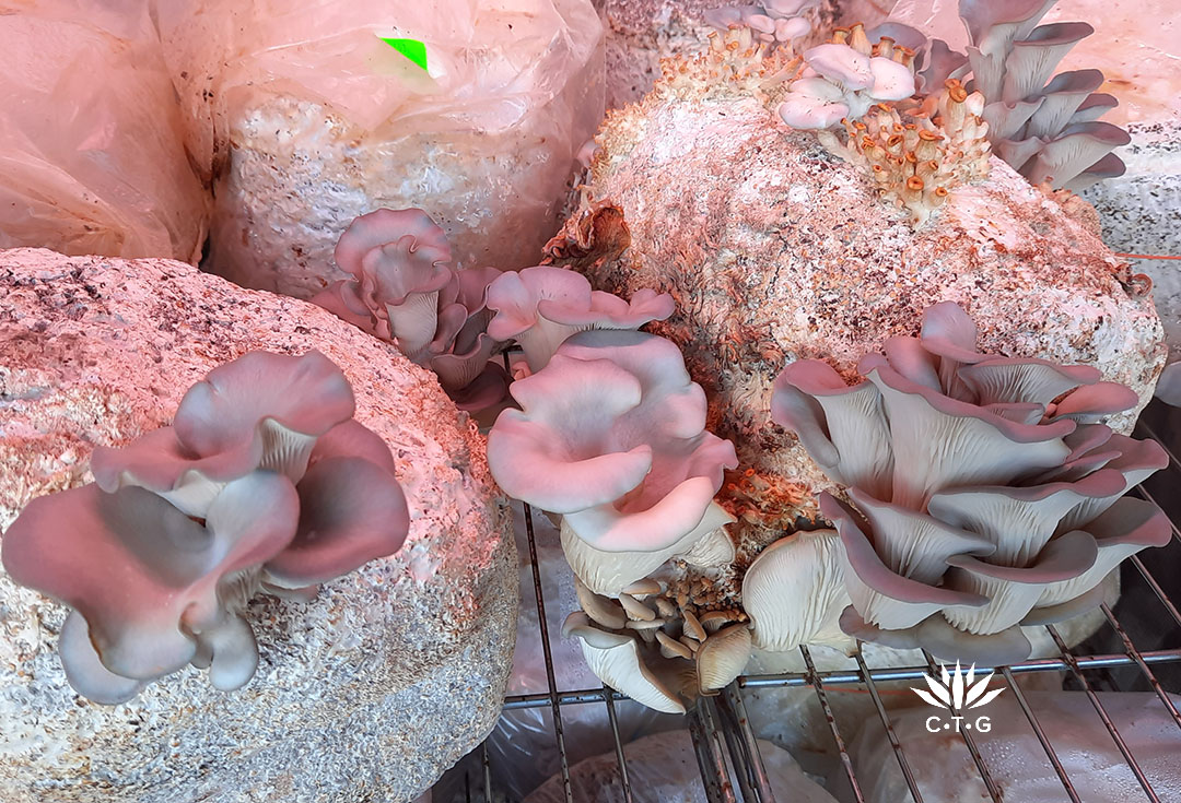 oyster mushrooms fruiting from spent blocks in a refrigerator
