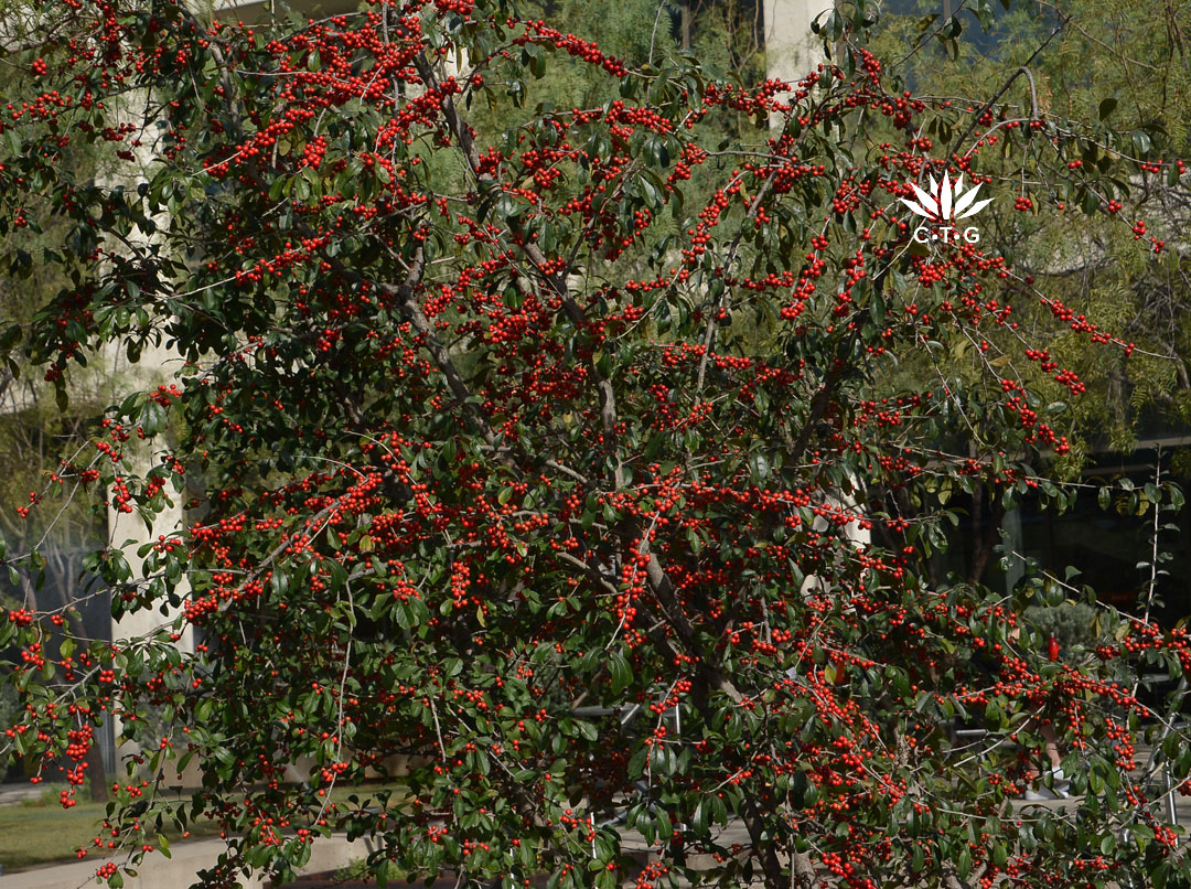 red berries on shrubby tree 