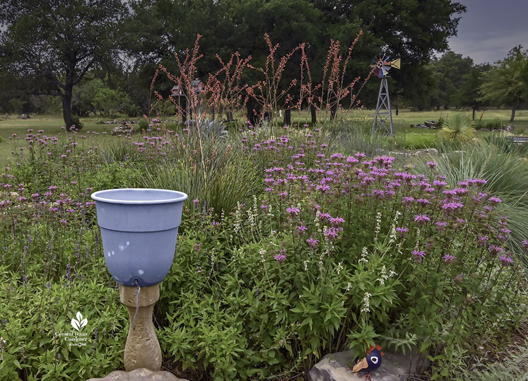 blue plastic planter with drip tube against bee balm and white salvia