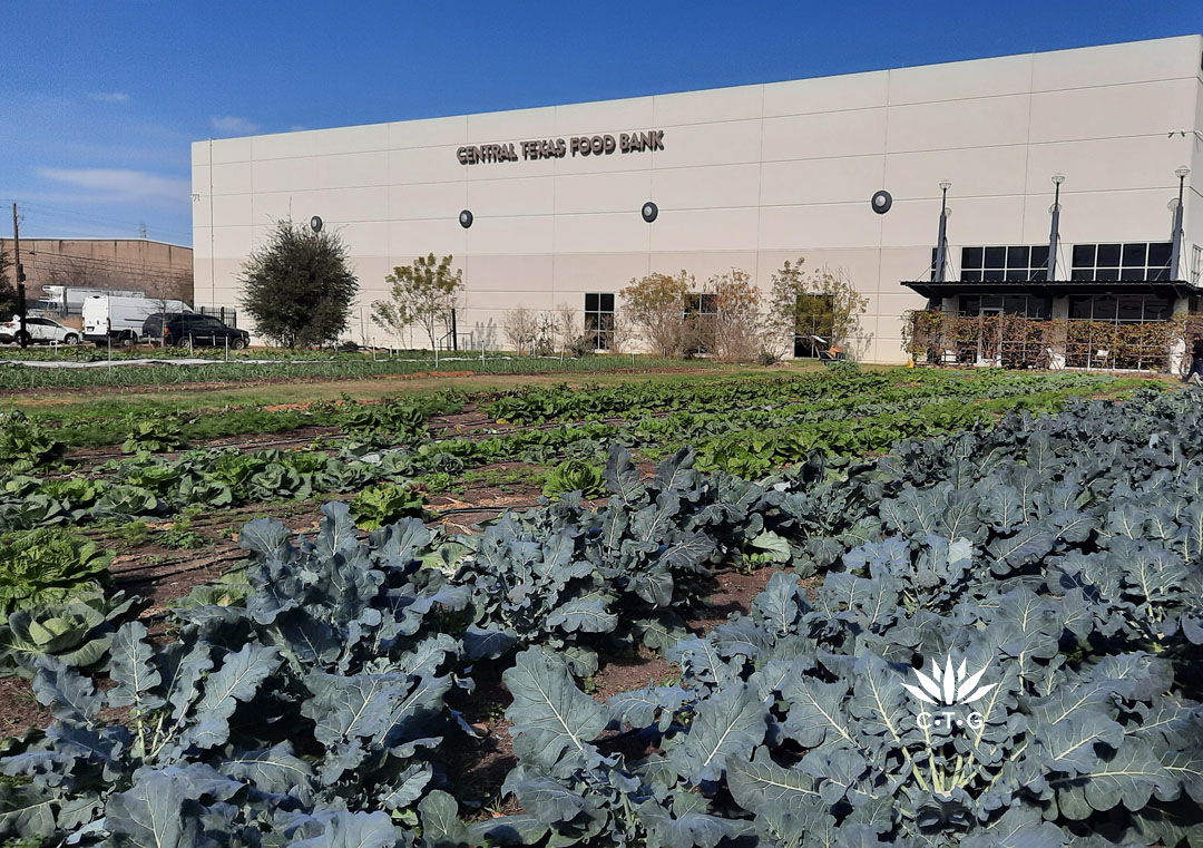 crops of cabbages and other winter crops in garden at Central Texas Food Bank building