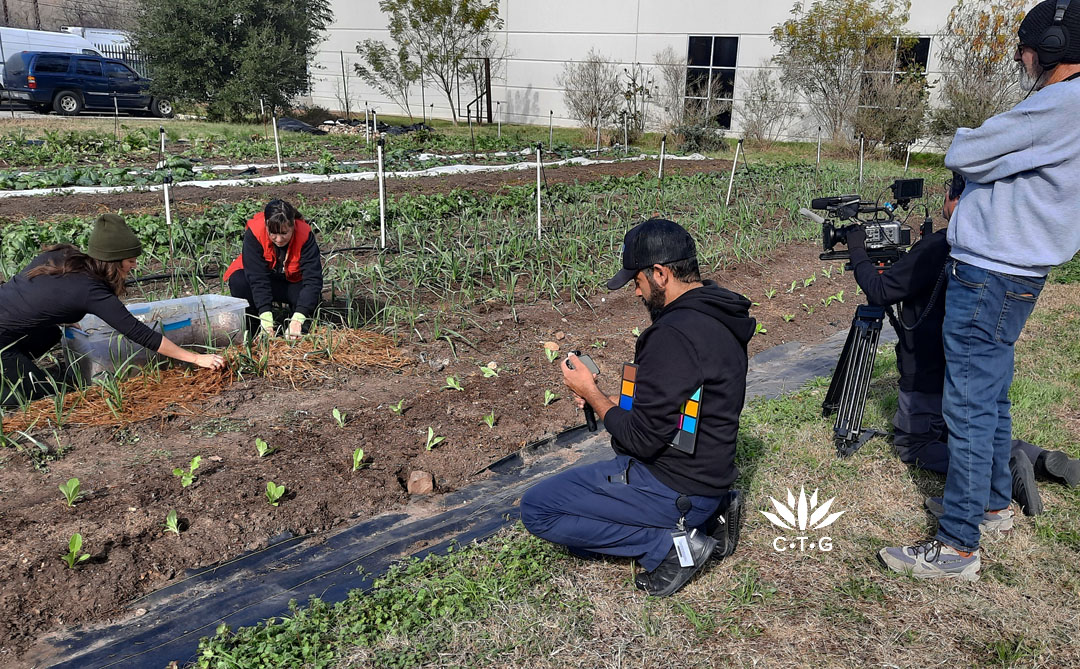 three guys with camera and audio gear taping two women as they spread mulch on crops