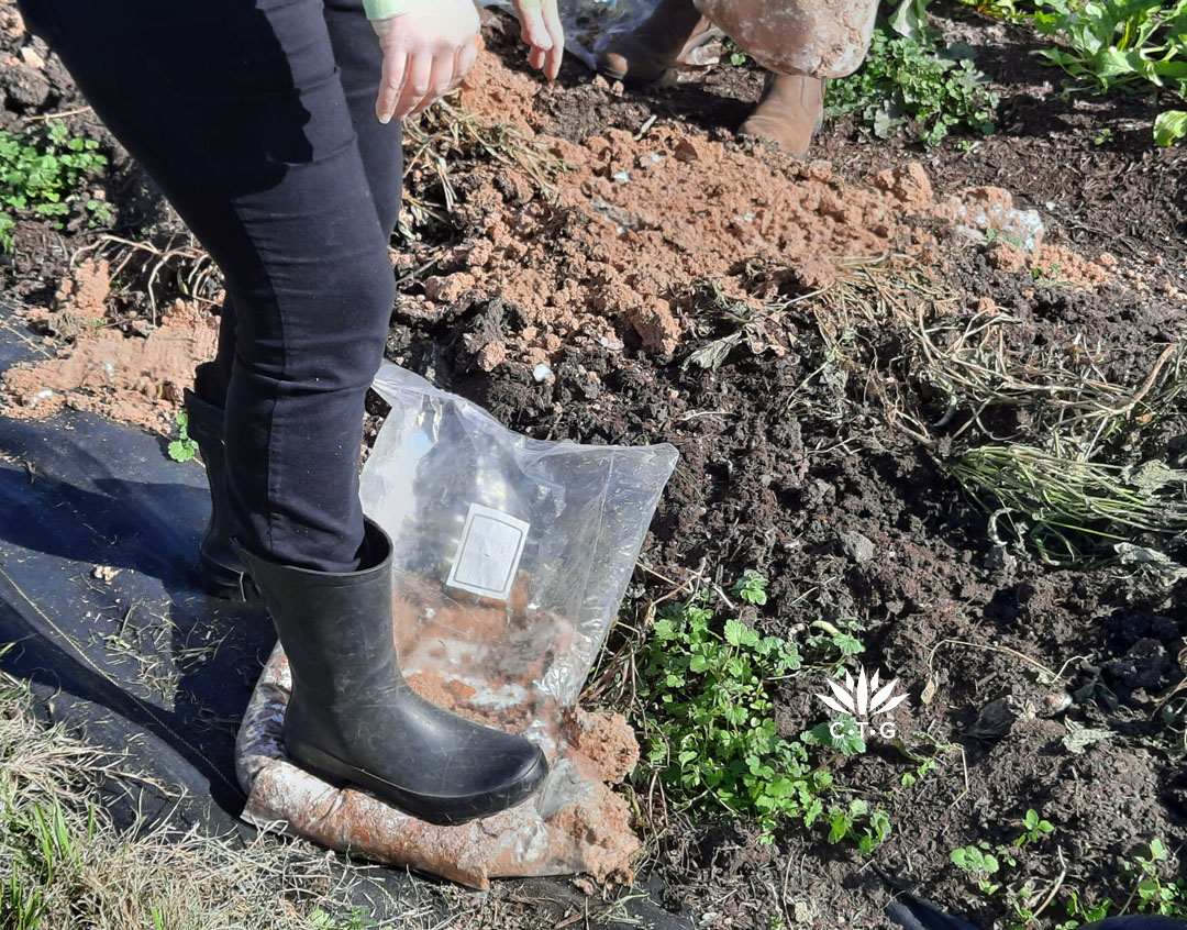 smashing spent mushroom grow blocks to spread on soil