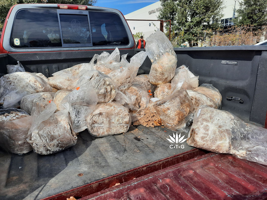 truck bed full of spent mushroom grow blocks