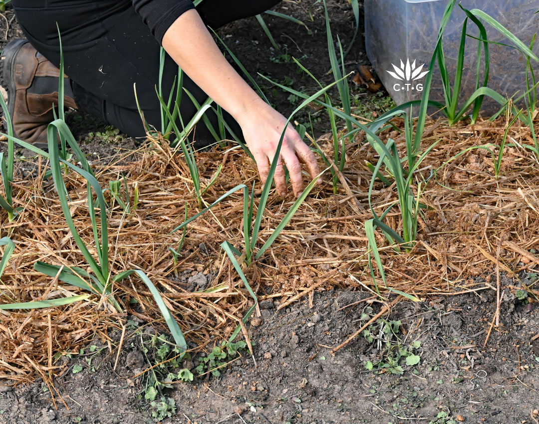 straw and mushroom mixture around garlic plants 