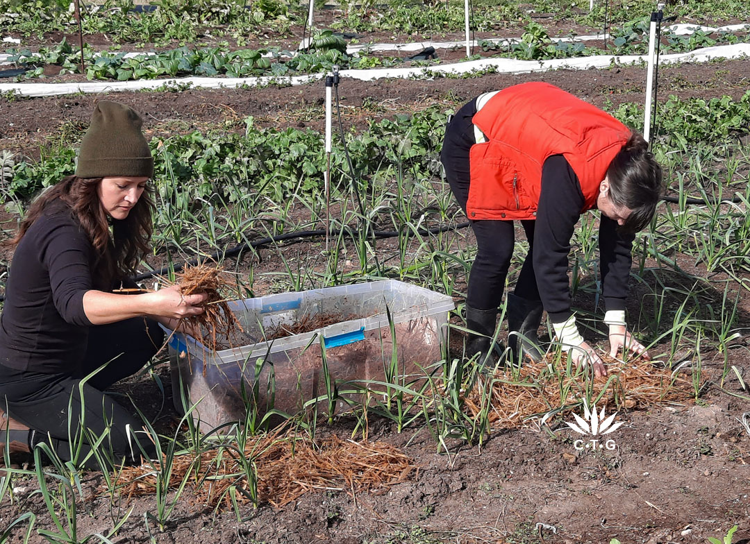 two women mulch garlic with straw and mushroom grow blocks
