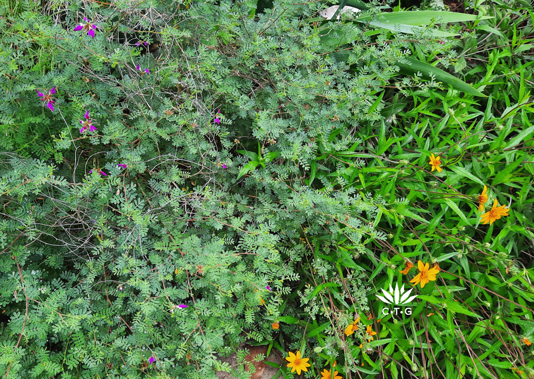 black dalea and zexmenia