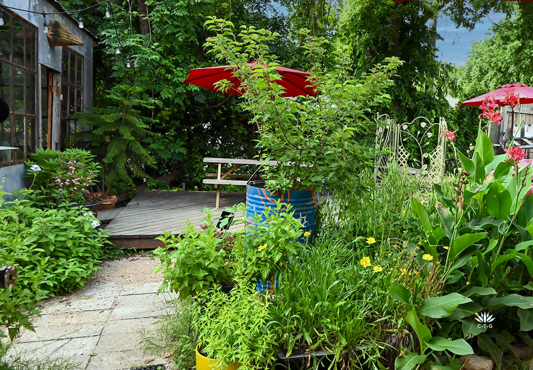 colorful cluster of plants