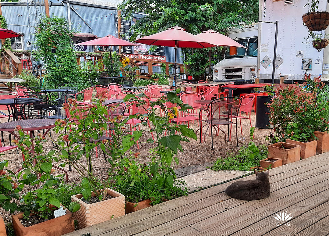 cat on stage looking at plants 