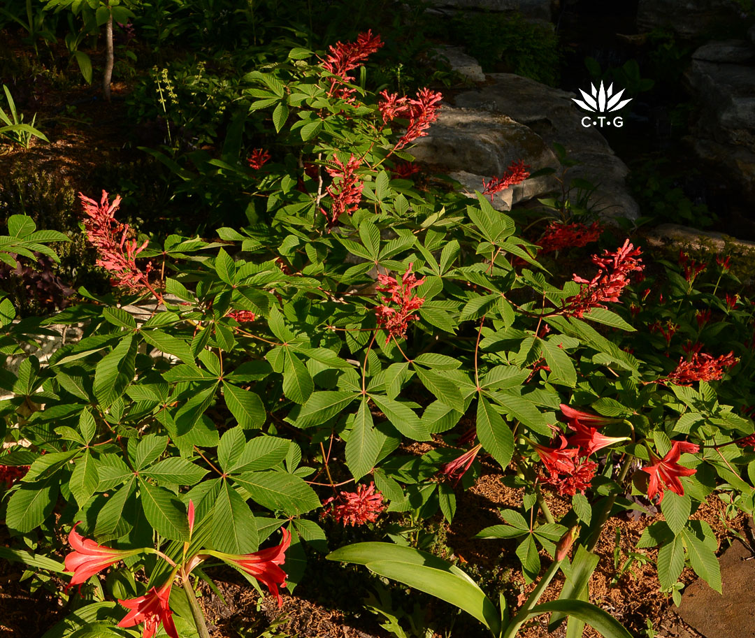 red buckeye flowers