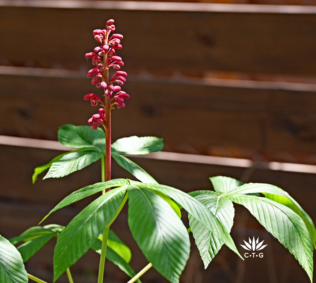 red buckeye flower 