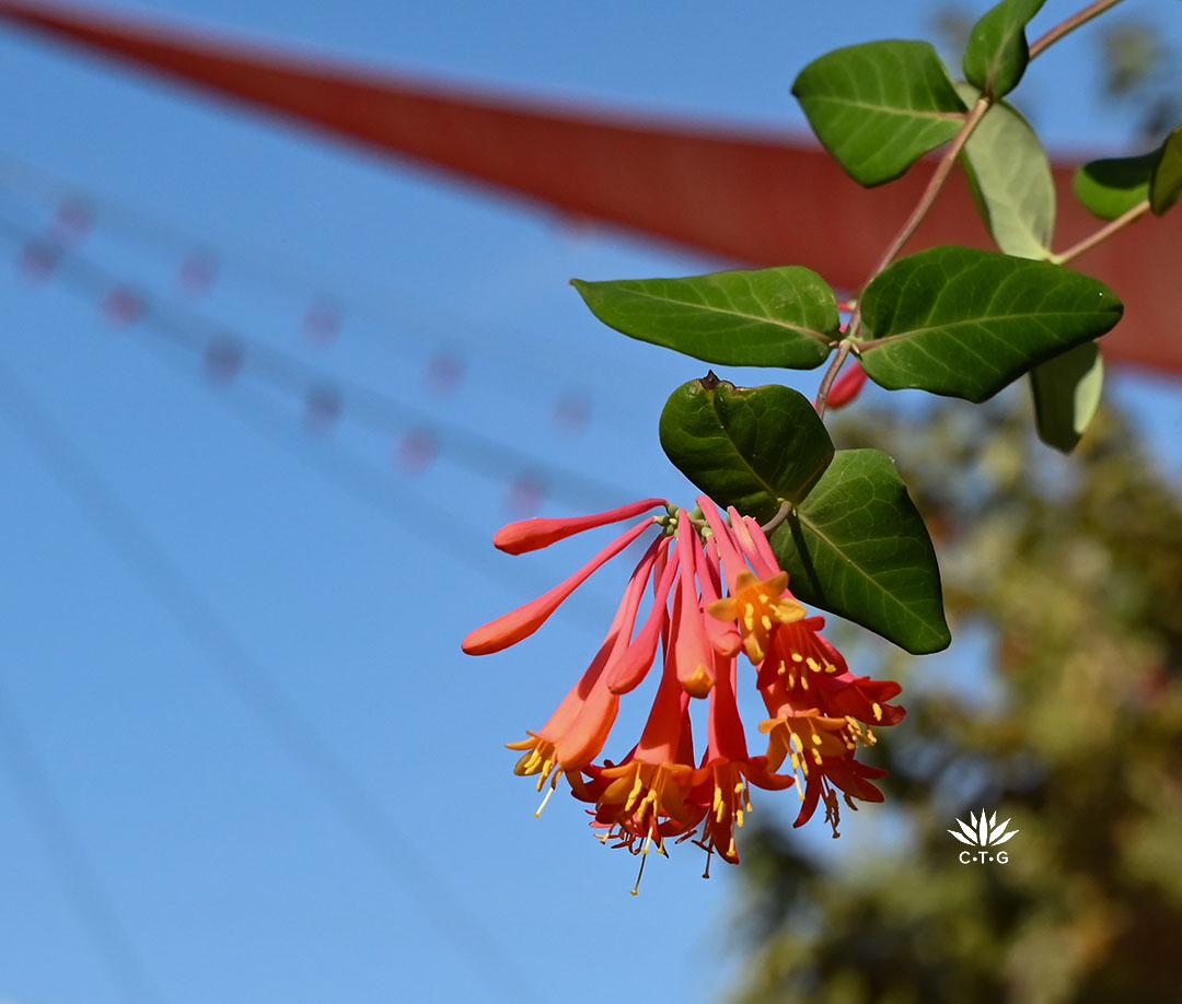 deep orange coral honeysuckle