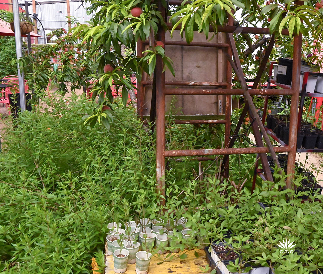 plant cuttings in small pots and cups against leafy shrubby plants