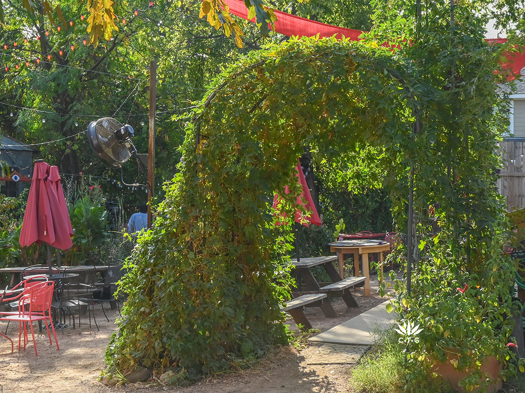 passion vine over arbor at Vortex butterfly garden