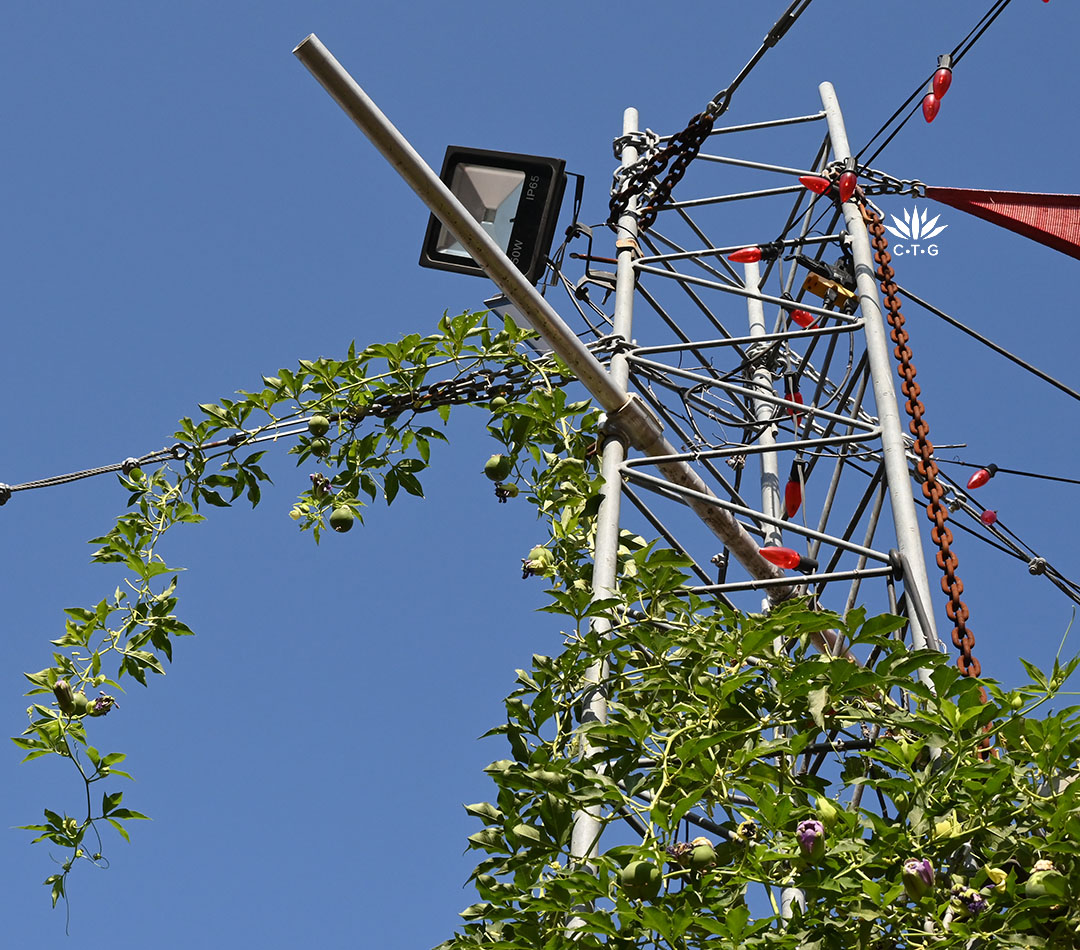 vine hanging down from light truss