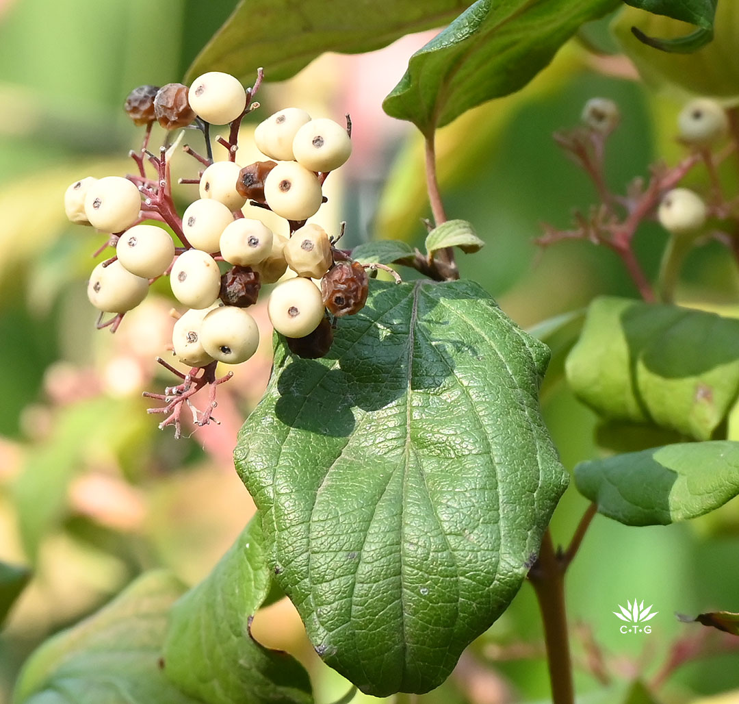 white berries 
