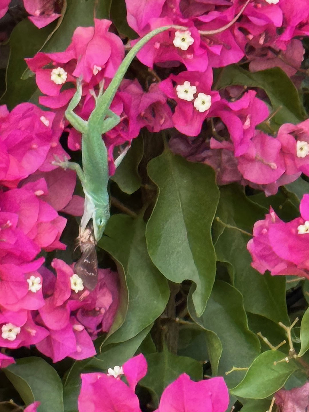green anole with insect in mouth