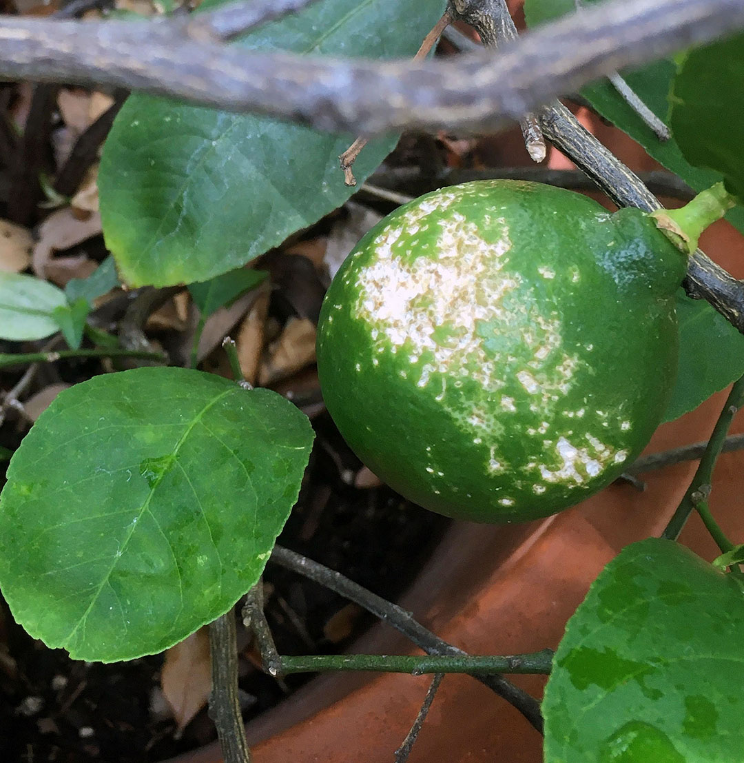 mottled damage and marks on lemon tree fruit 