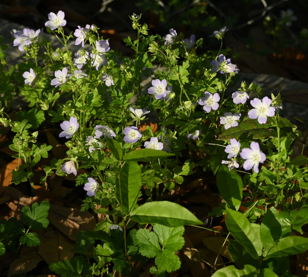 small pale blue flowers