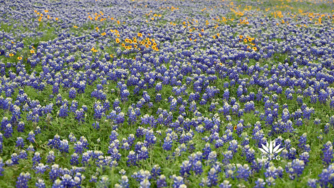 field of bluebonnets