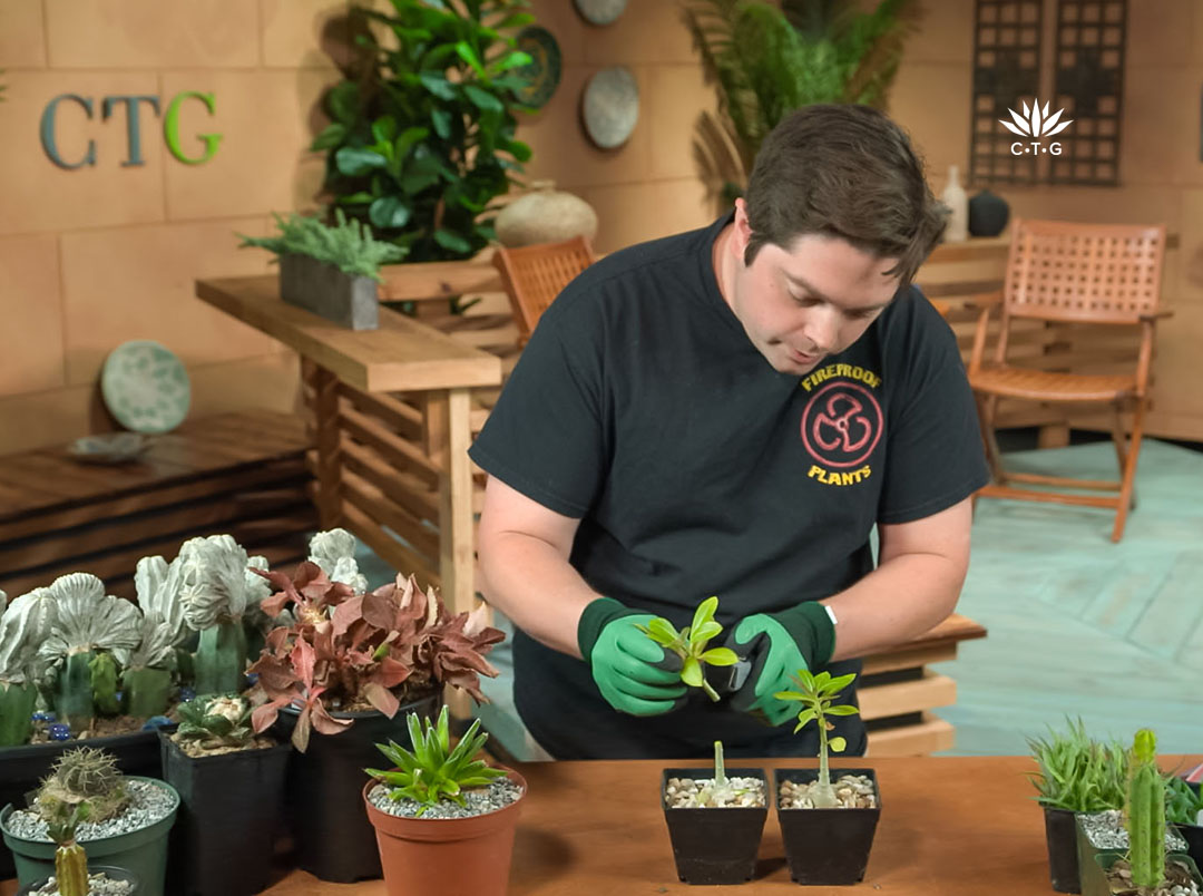 man inserting a cut plant stem into the top of another 