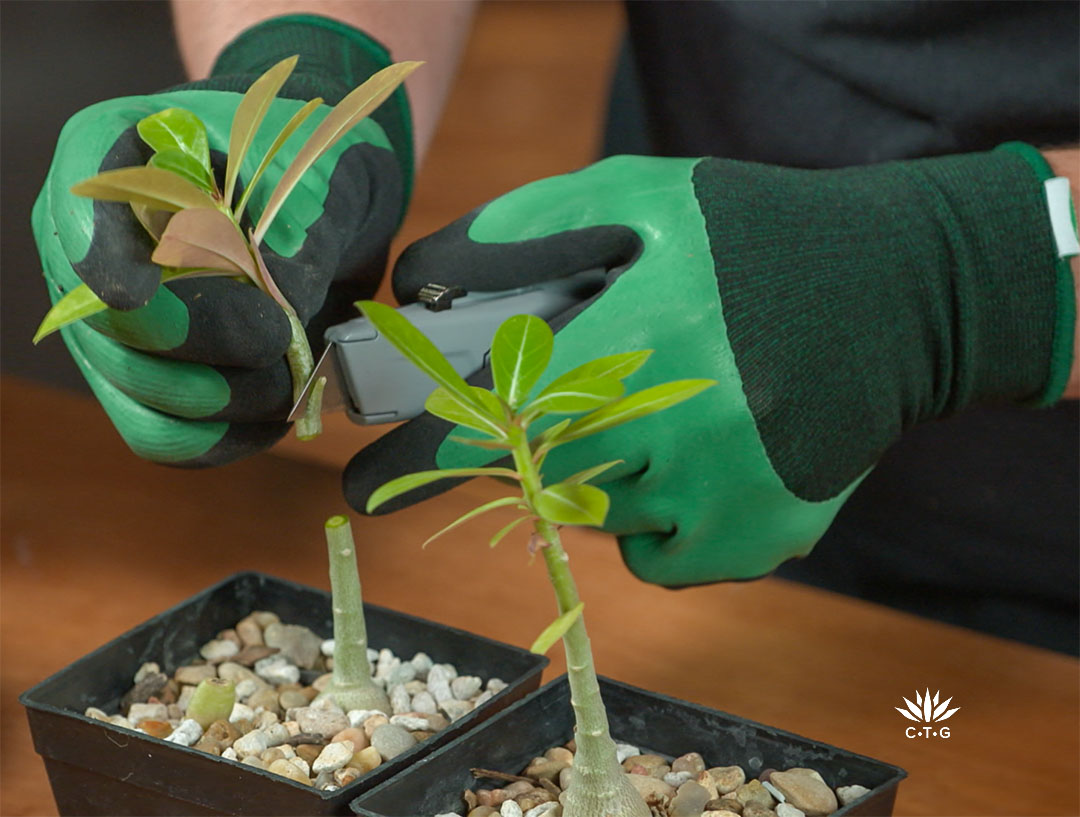 two small plants; man illustrating grafting