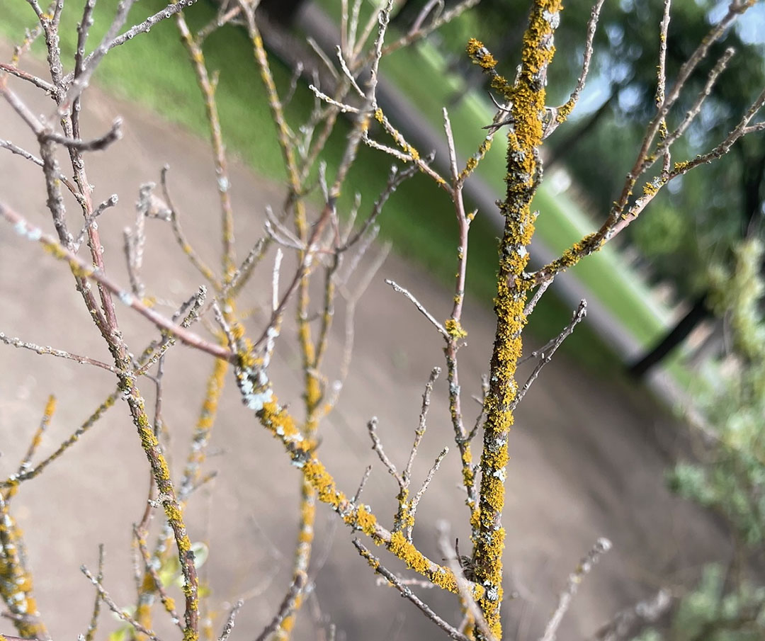 yellow lichen on cenizo