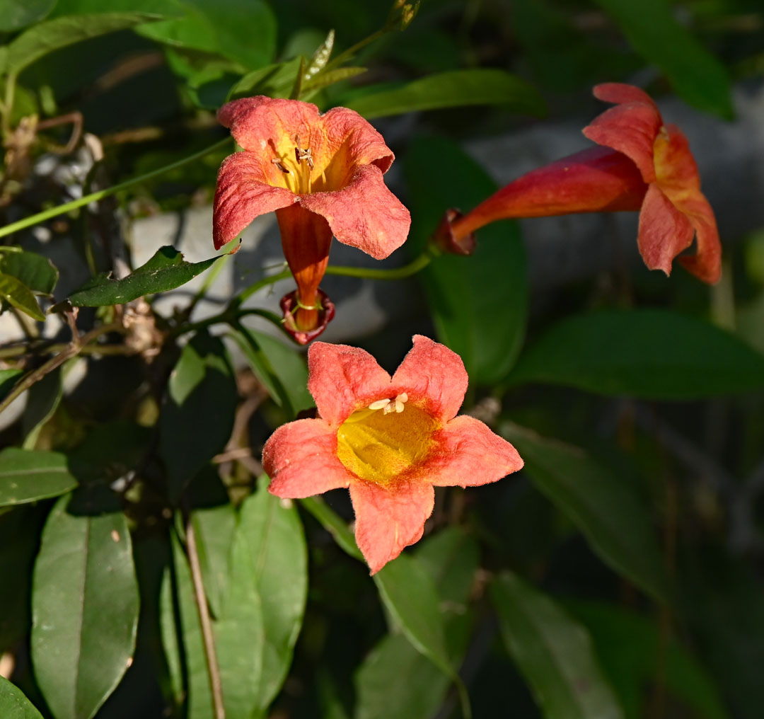 crossvine flowers 