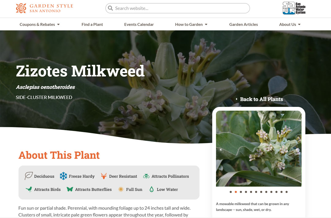 website page showing Zizotes milkweed and details 