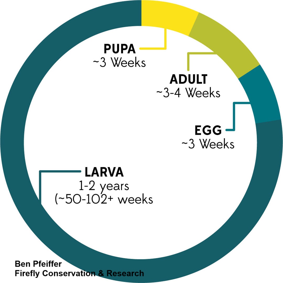 graphic illustraing pupa, adult, egg, larva cycle