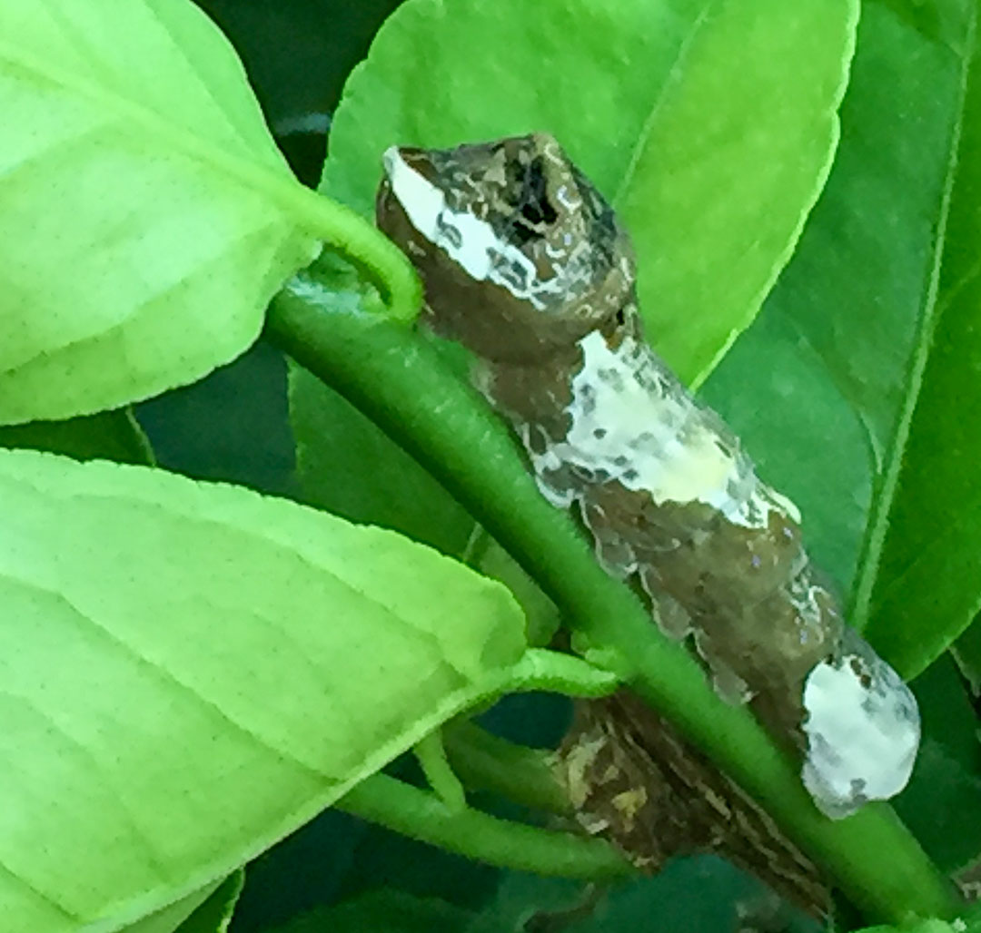 brown and white caterpillar