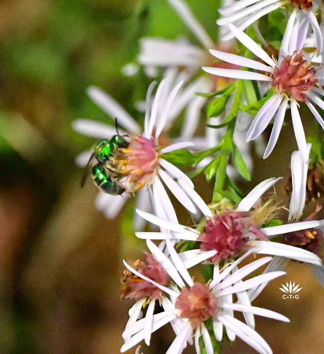 bright tiny bee on pale lavender-white flower